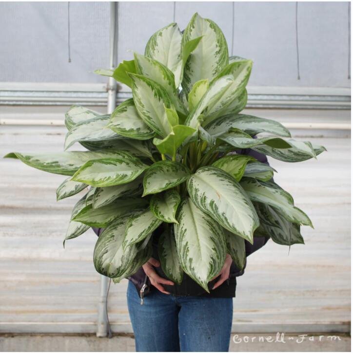 Aglaonema Altın Koyu