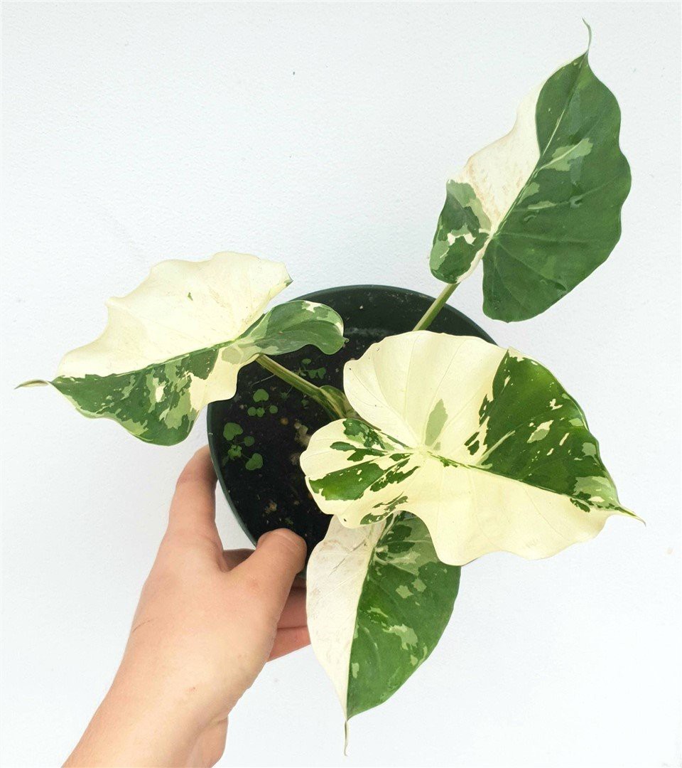 Alocasia Odora Alacalı